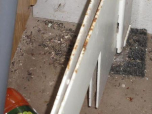 Kvůli špatné hygieně museli inspektoři zavřít prodejnu například v Brodě, České Lípě i Liberci