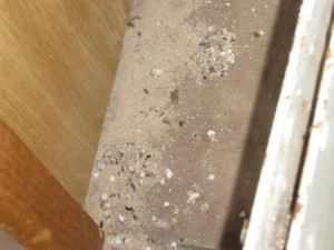 Kvůli špatné hygieně museli inspektoři zavřít prodejnu například v Brodě, České Lípě i Liberci