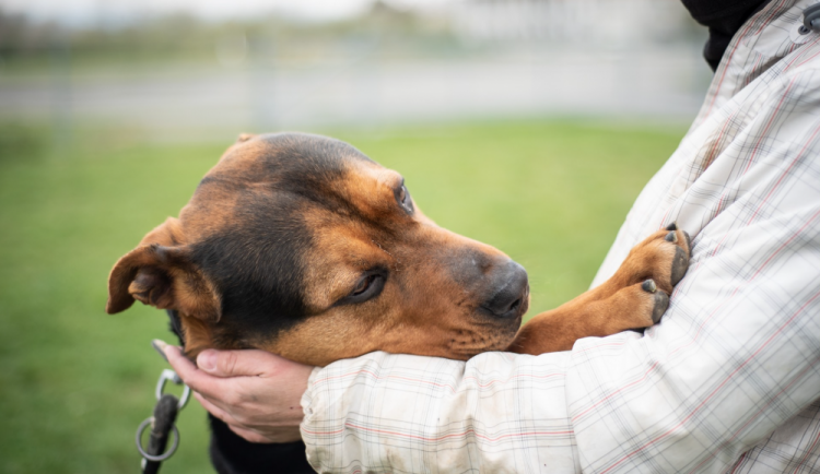 POLITICKÁ KORIDA: Neředínský útulek má nového provozovatele. Znamená to jeho konec? Zeptali jsme se zastupitelů