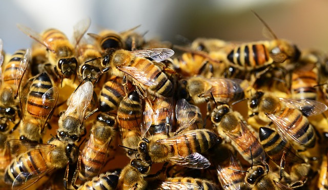 honey-bees-326334_640