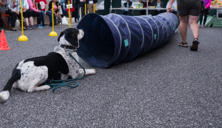 Třetí ročník Globusáckého Voříška je tady