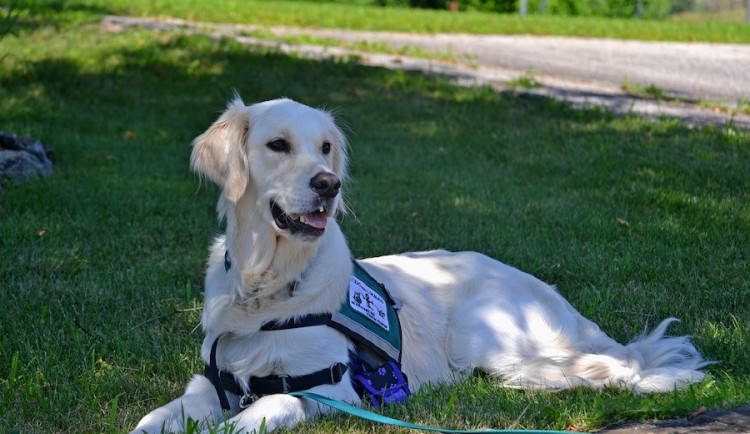 size4-15725124353167-60-na-povinnost-umonni-vstupu-s-vodici-m-nebo-asistencni-m-psem-upozornuje-projekt-na-lepka