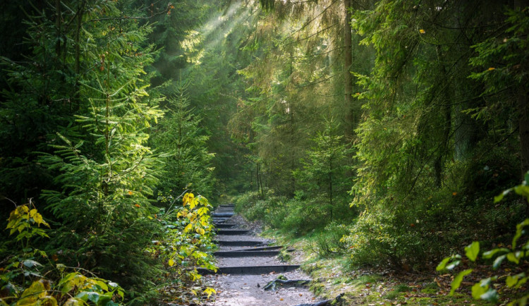 Jaká pravidla platí pro chování v lese