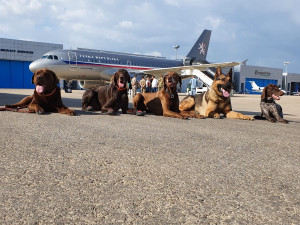 KYNOLOGOVÉ V BEJRÚTU: Na sbalení věcí měli jen pár hodin. Psi museli po horké zemi chodit v botičkách
