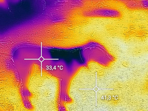 KYNOLOGOVÉ V BEJRÚTU: Na sbalení věcí měli jen pár hodin. Psi museli po horké zemi chodit v botičkách
