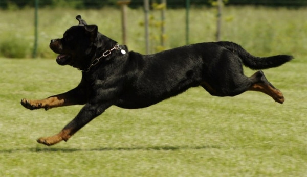 size4-15894501550834-60-v-zebetine-napadl-rotvajler-bez-nahubku-retrivra-agresivniho-psa-odehnal-az-nahodny-kolemjdouci