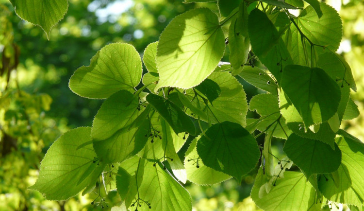 1000x1000-1523864863-lipa