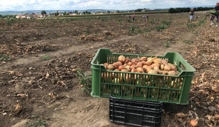 U Olomouce začal samosběr zeleniny za pár korun. Sbírat se bude až do konce září