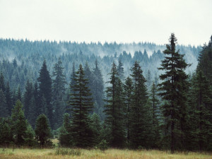 © Jakub Nedbal 2020