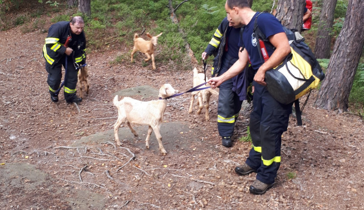 Kůzlata se zatoulala do Klokočských skal. Zachránit je museli hasiči