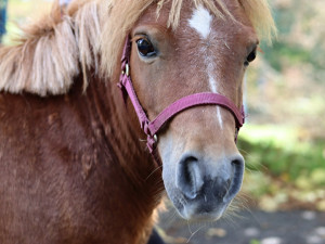 Nový terapeut Mášenka