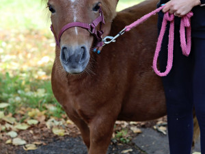Nový terapeut Mášenka