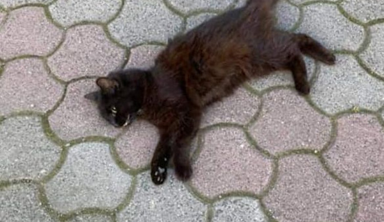 Foto sražené kočky