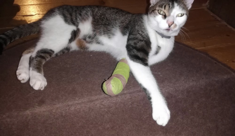 V obci Pihel někdo postřelil kocoura, případ vyšetřují kriminalisté