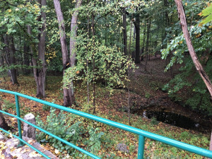 Radnice chce revitalizovat lesopark ve Fibichově ulici. Kdy, to zatím jasné není