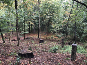 Radnice chce revitalizovat lesopark ve Fibichově ulici. Kdy, to zatím jasné není