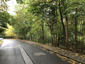 Radnice chce revitalizovat lesopark ve Fibichově ulici. Kdy, to zatím jasné není