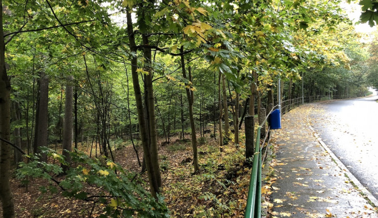 Radnice chce revitalizovat lesopark ve Fibichově ulici. Kdy, to zatím jasné není