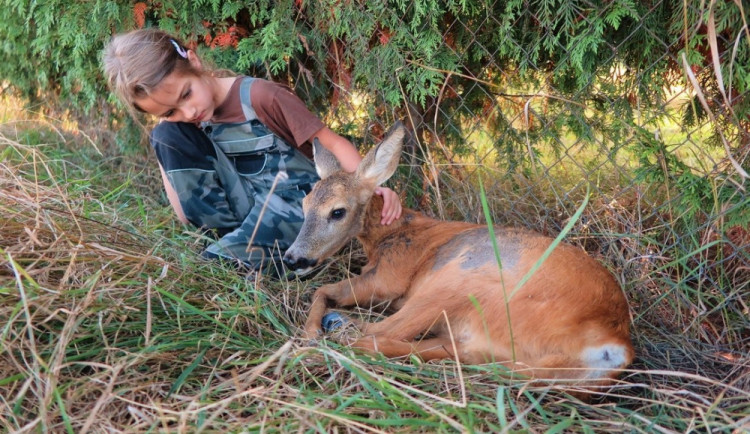 Většina zvířat sražených autem nemá šanci přežít způsobená těžká zranění