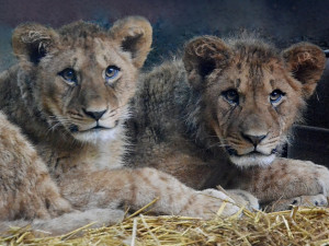 Zoo opouští jeden z mladých lvů. Stěhuje se do zahrady v Antverpách