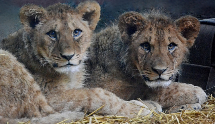Zoo opouští jeden z mladých lvů. Stěhuje se do zahrady v Antverpách