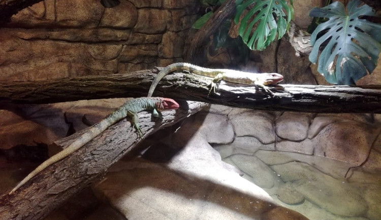Novými obyvateli liberecké zoo jsou jihoamerické dracény