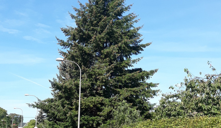 Douglaska na náměstí dorazí z Řepné ulice, rozsvěcení bude online