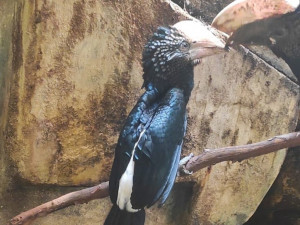 V liberecké zoo se poprvé v historii podařilo odchovat zoborožce šedolícé