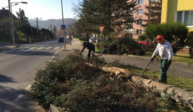 Ve Frýdlantu musí vykácet přes sedmdesát jehličnanů, jsou napadené