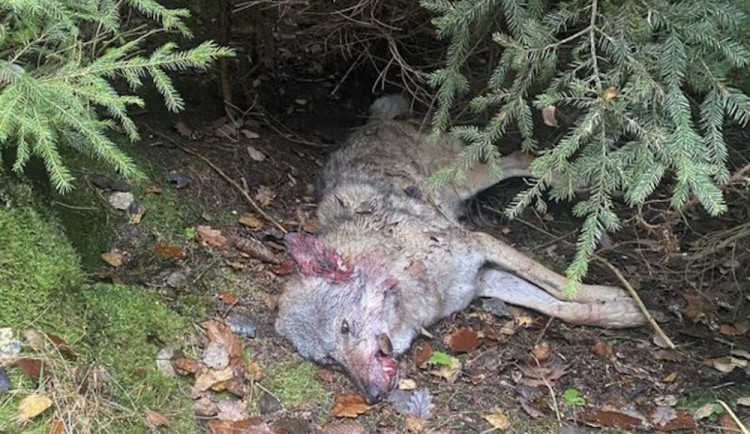 Mrtvou vlčici někdo zastřelil. Případ bude řešit policie