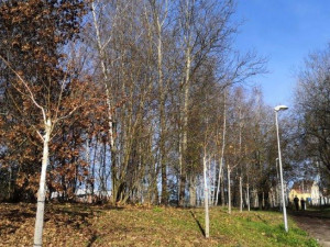 Nová březová alej vydržela tři roky. Pěti stromům uřezal koruny vandal