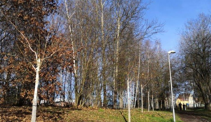 Nová březová alej vydržela tři roky. Pěti stromům uřezal koruny vandal