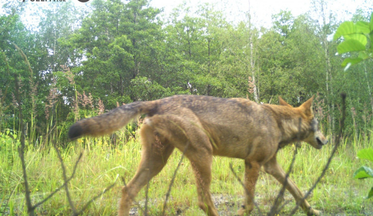 VIDEO: Přítomnost vlků v Jizerkách potvrzena. Vznikla dvě teritoria
