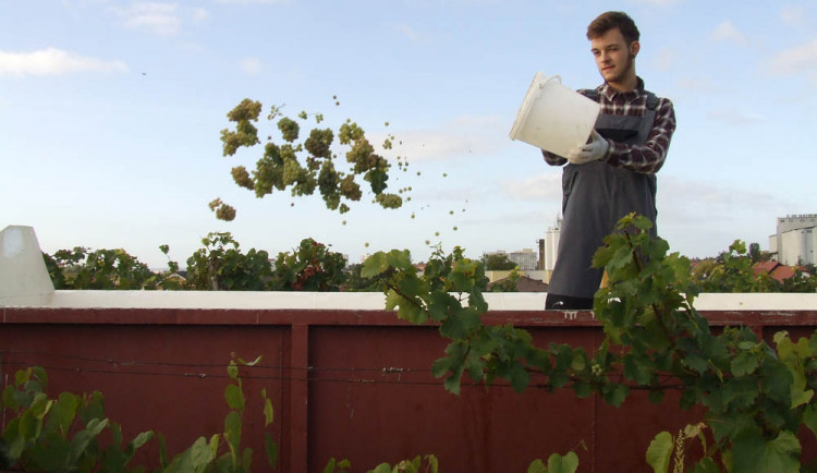 Vlastní víno, vztah k přírodě a vše o zahradnictví nabízí Česká zahradnická akademie v Mělníku