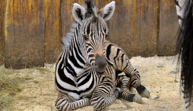 Další přírůstek v liberecké zoo. Narodila se stá zebra Chapmanova