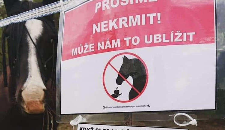 Cizí koně se nekrmí, ale je to marný, zlobí se chovatelé. I jablko nebo chleba může zvíře zabít