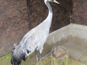 Rekordní rok Archy. Sražený jeřáb, otrávené káně i stovky mrtvých a umírajících netopýrů u popelnic v Ruprechticích