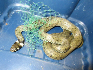 Rekordní rok Archy. Sražený jeřáb, otrávené káně i stovky mrtvých a umírajících netopýrů u popelnic v Ruprechticích