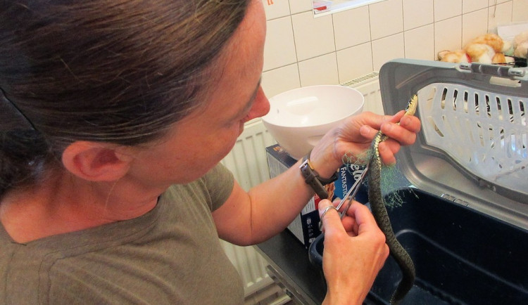 Rekordní rok Archy. Sražený jeřáb, otrávené káně i stovky mrtvých netopýrů u popelnic v Ruprechticích