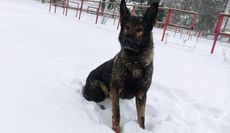 Policejní pes Matrix vypátral celostátně hledaného muže. Spal v kontejneru na odpadky