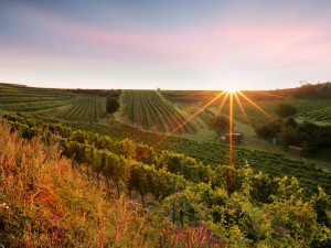 Jak se daří vinařům v krizi? Neexistuje nikdo, koho by se situace nedotkla, říká majitel úspěšného vinařství