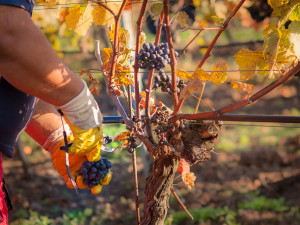 Jak se daří vinařům v krizi? Neexistuje nikdo, koho by se situace nedotkla, říká majitel úspěšného vinařství