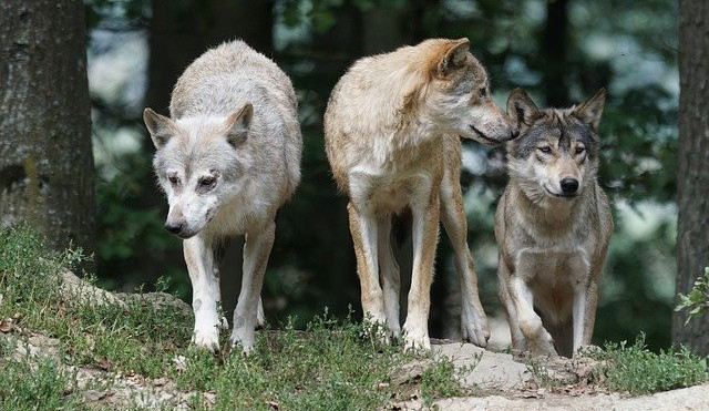 Vlkům se v Česku daří, počet jejich teritorií se zvýšil