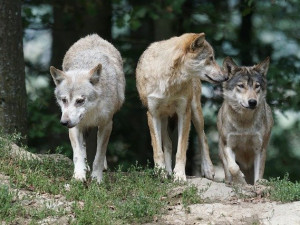 Vlkům se v Česku daří, počet jejich teritorií se zvýšil