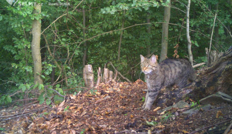 Hledá se kočka, pozor, divoká! Vědci znova objevují sto let vyhynulou šelmu