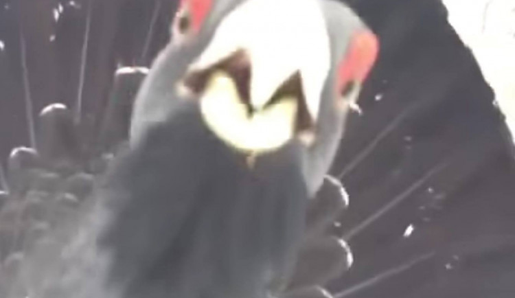 Tetřev zachycený na videu