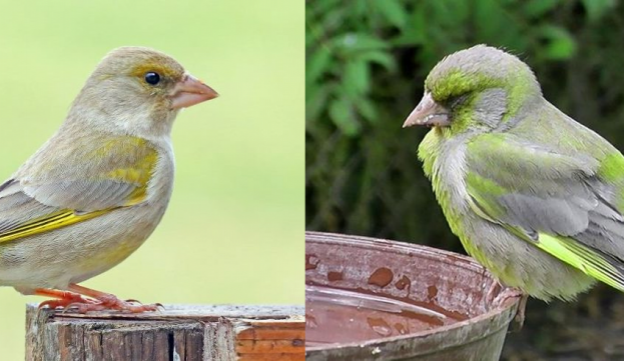 size4-16152982654649-152-nasli-jste-ve-svem-okoli-nemocneho-ptaka-nahlaste-to-ceske-spolecnosti-ornitologicke