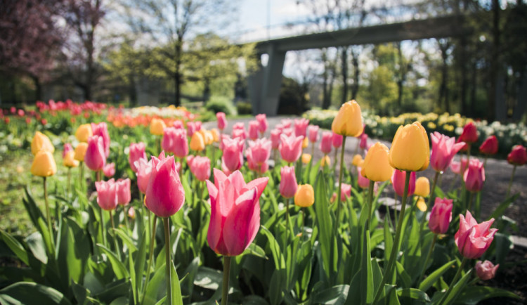 Příští týden bude studený, pak se začne ukazovat jaro
