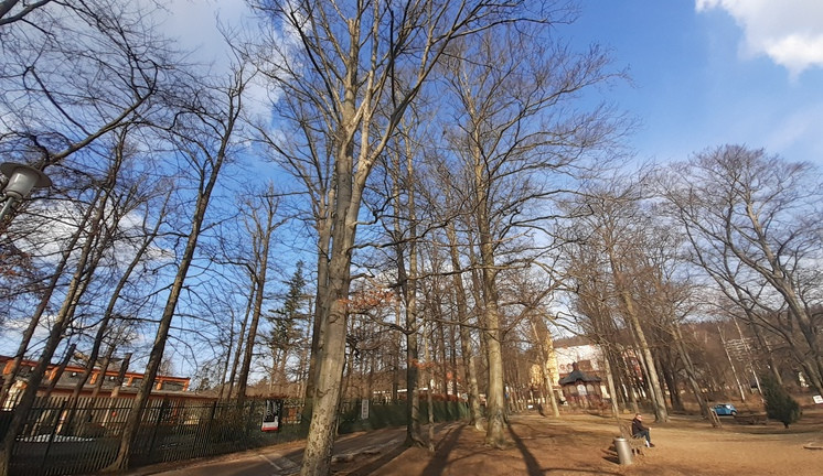 Buky v parku v Liďákách napadl kůrovec. Ohrožuje i stromy v okolí