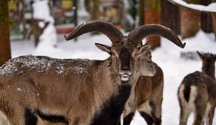 Liberecké zoo hrozí, že bude muset omezit provoz. Nikdo nám nepomohl, říká ředitel